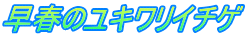 早春のユキワリイチゲ