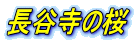 長谷寺の桜